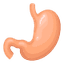Digestive Health
